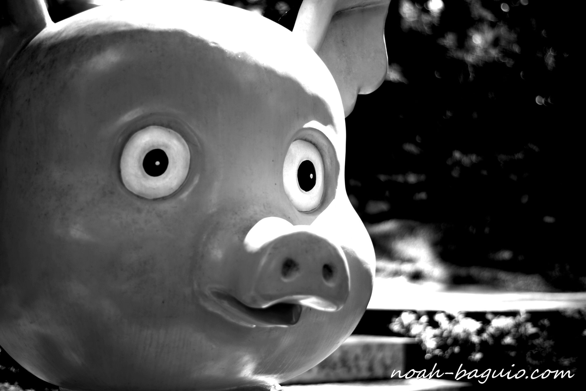 フィリピンのバギオのボタニカルガーデンの豚の写真