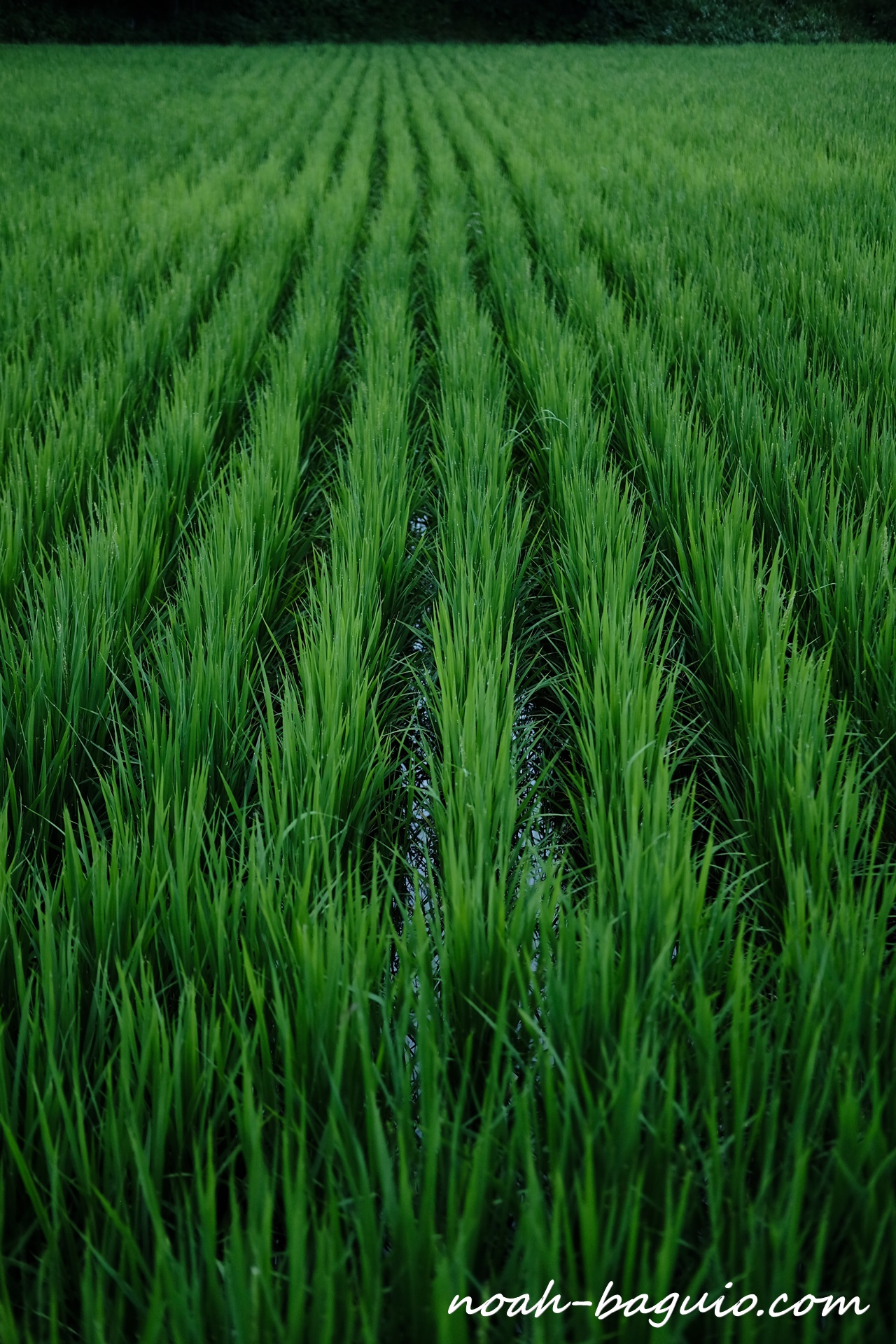 FujifilmのX-pro2で撮った長野県白馬付近の田んぼの写真